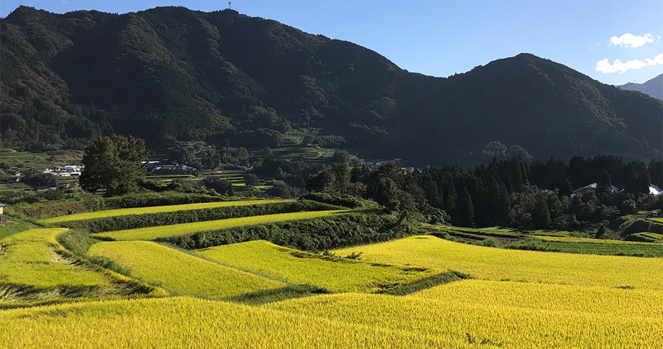 栃又棚田