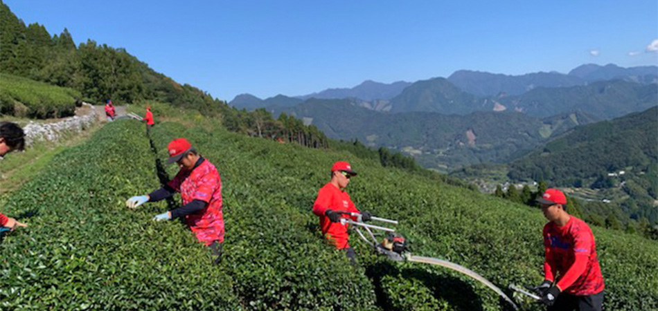 高千穂町黒仁田茶園